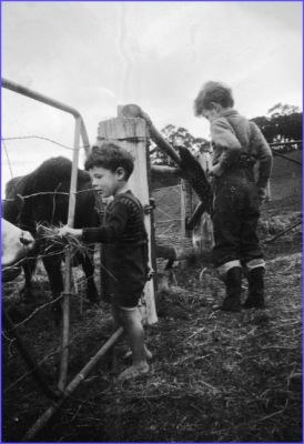1956 circa - Jamie and Mike  Burston at Sweeneys with cows, Burston family collection
