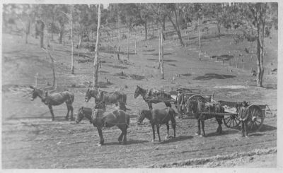 1900 circa - Dalton St farm, Eltham - horses and drays at work
An old photo given to me by my mother, it shows horses and drays at work in the paddocks of the family farm in Dalton St Eltham, circa 1900. This farm, owned by Michael Carrucan, stayed in the family until the 1970s when my uncle Jack died and it was split up and sold.
The horses were the most important pieces of machinery available and teams and drays were prized possessions. My uncle Jack kept two beautiful drays in his sheds long after the horses had gone. He could not bear to part with them.
