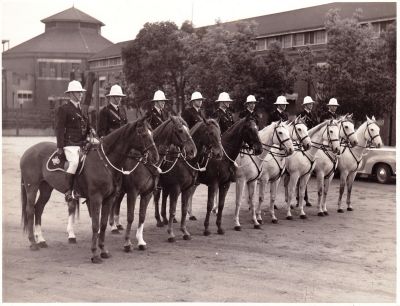 1950s Robert Edward Calnin - Bundoora Mounted Branch
Robert Edward Calnin, born in 1929, was the the eldest (along with his twin brother John) of the children born to Maurice Calnin. He was a great grandson of Patrick Carrucan and Mary O'Brien. He became a policeman, served in the Bundoora Mounted Branch and then at Buchan. Riding a horse was essential for policing in the rugged mountain country of that area. When he retired, he took up farming at Buchan. He and his wife Betty had 2 children, Dale and Robyn. He died in 2010.
This photo shows Bob 3rd from the left when he was in the Mounted Branch. The photo was taken at the Bundoora Police Stud Farm
Photo from Maurice's grandson Dale Calnin.
